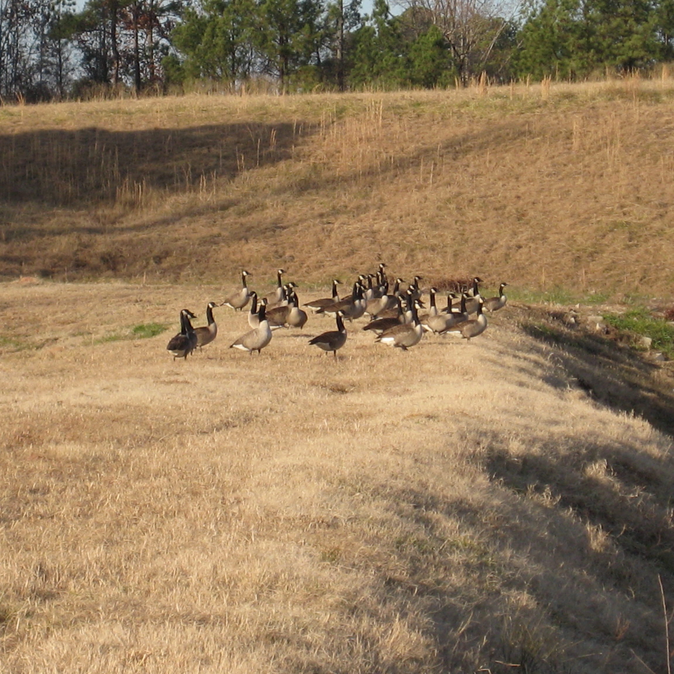 Flock of geese gathered in a dry grass with trees in the background.