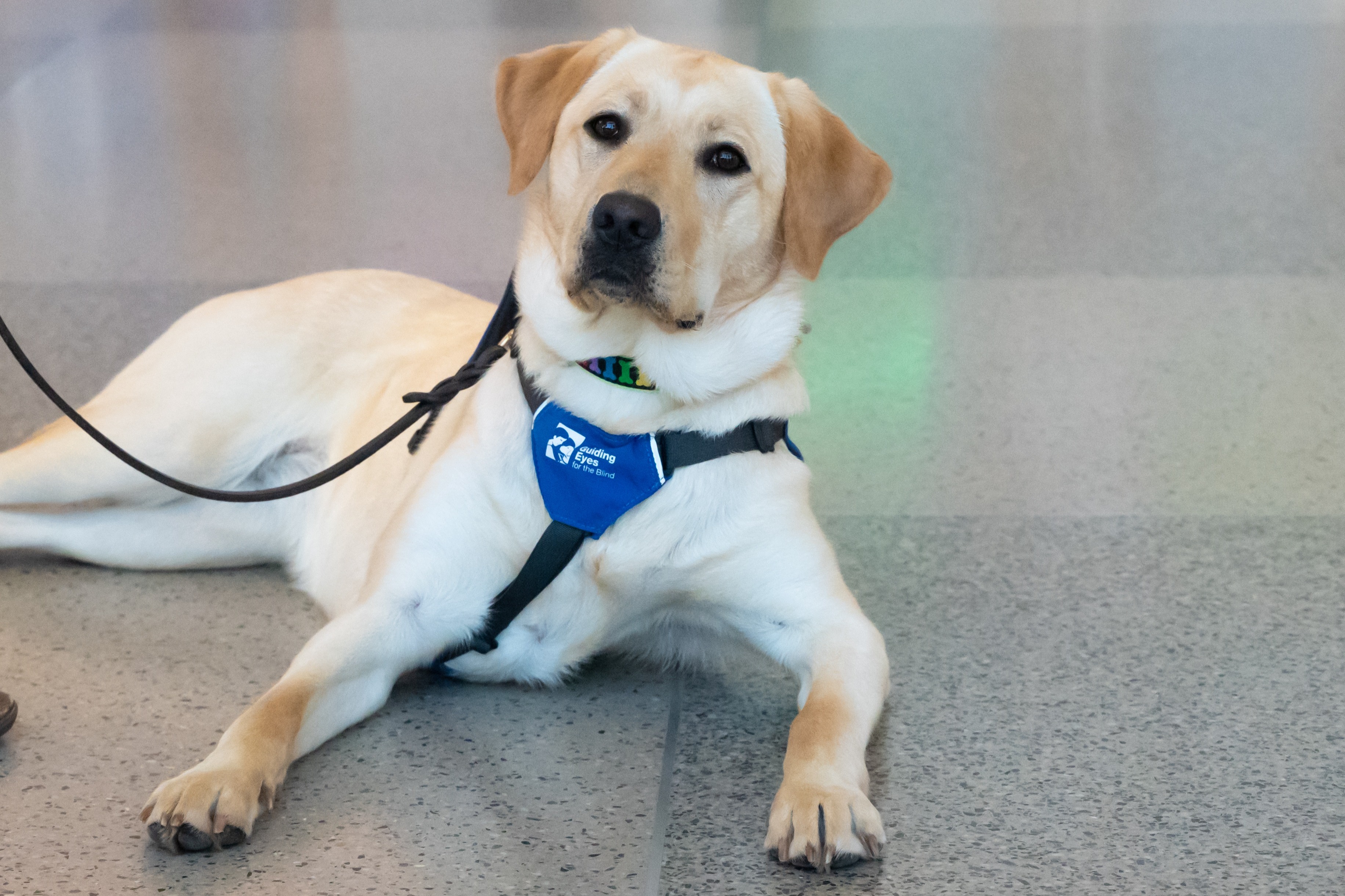 Yellow Labrador service dog wearing blue harness lying down on pavement beside handler holding leash.
