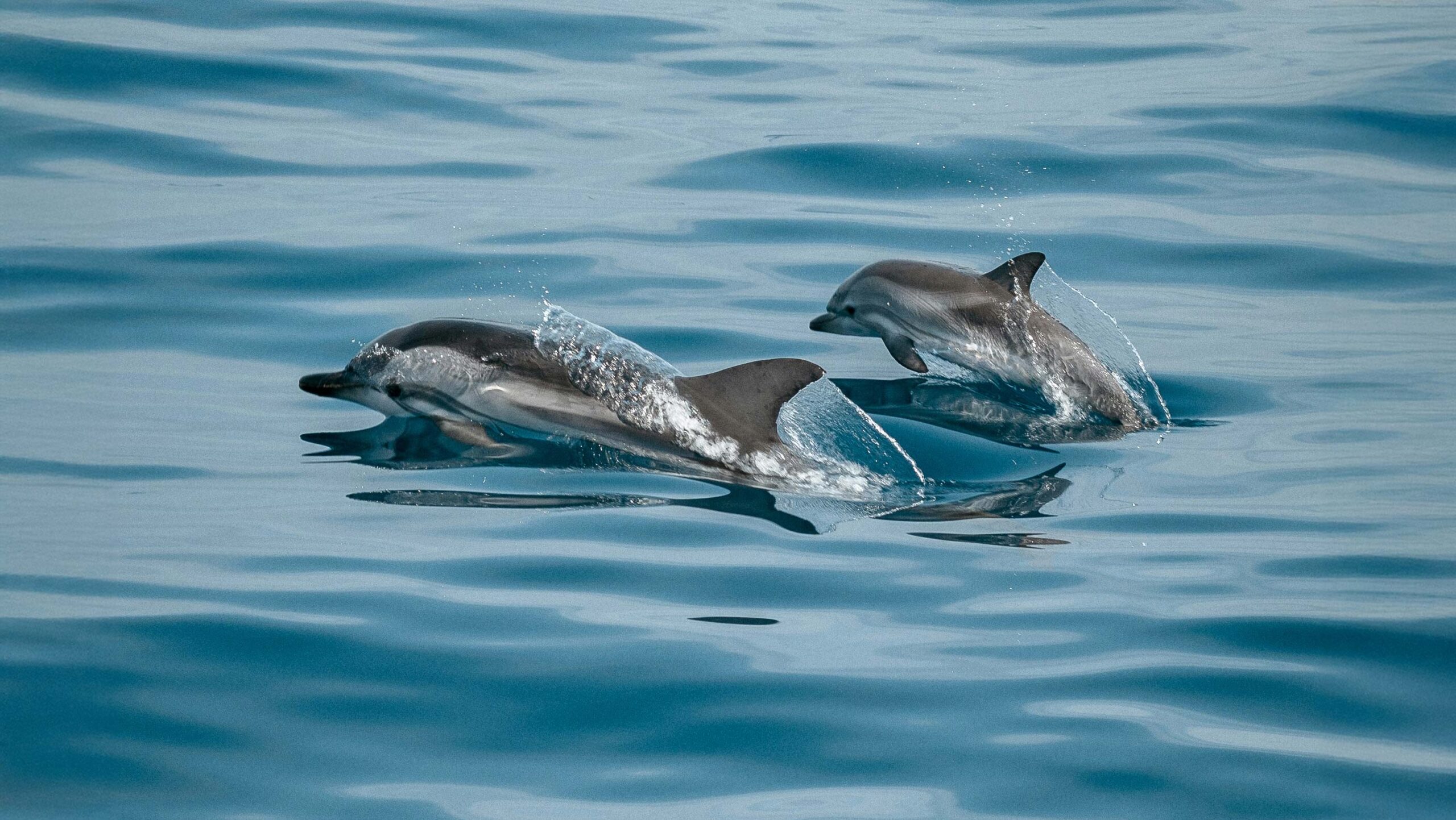Researchers Awarded $100,000 for Identifying First Evidence of Possible Language-like Communication in Dolphins