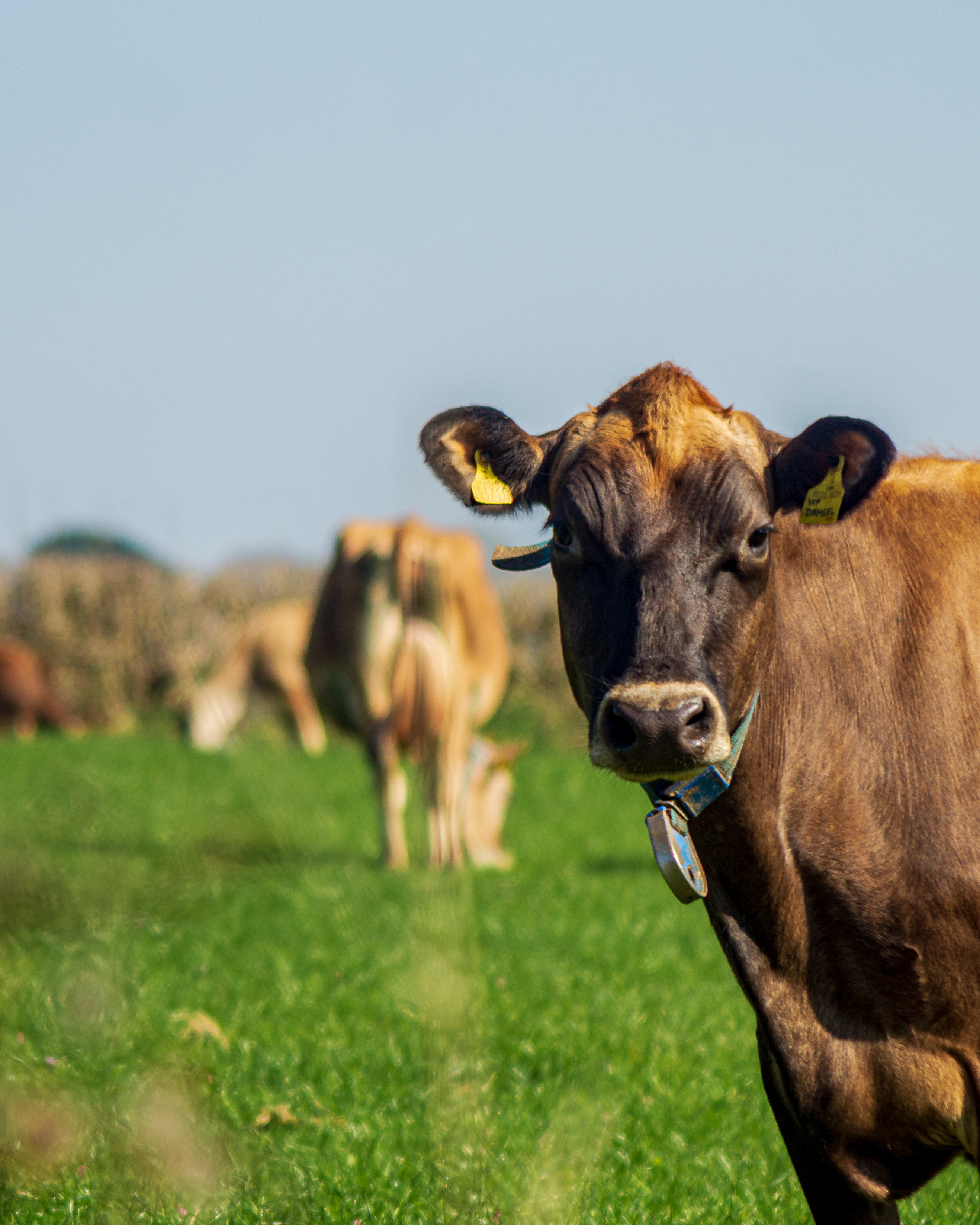 cows in farm
