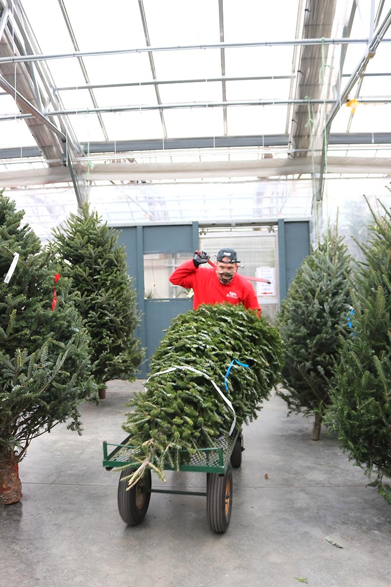 sam bridge christmas photos