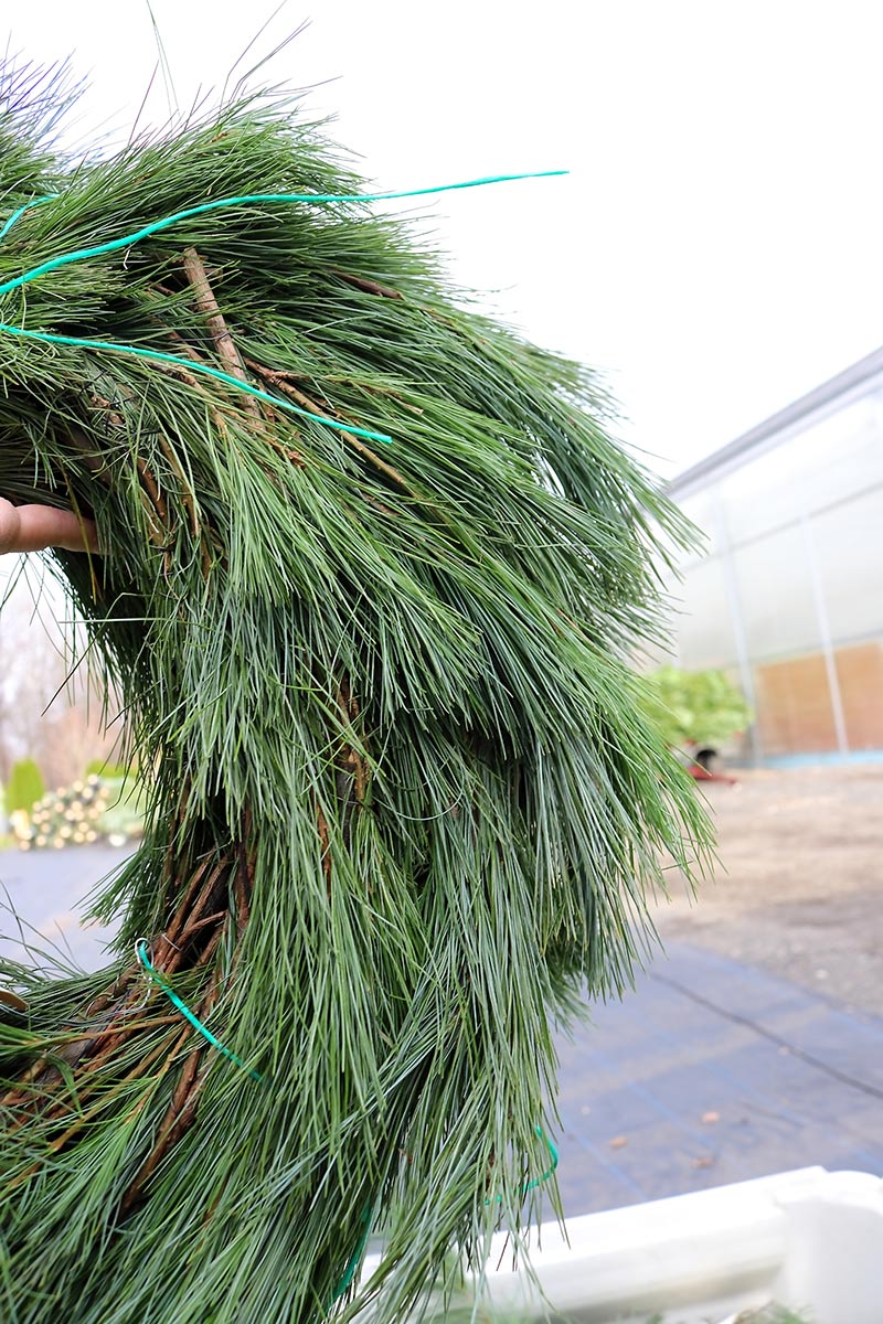 sam bridge christmas photos