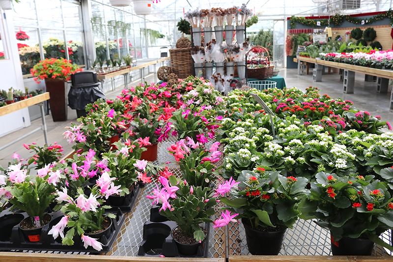 sam bridge christmas photos