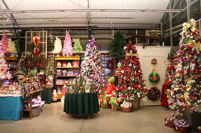 sam bridge christmas photos