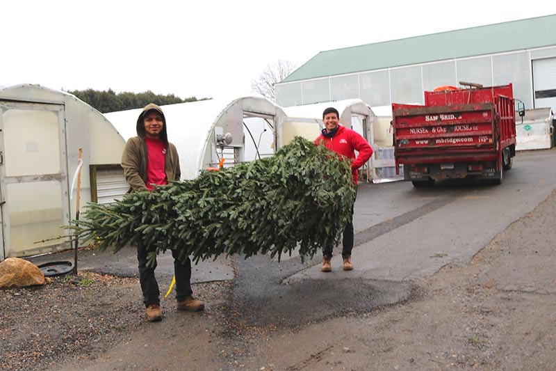 sam bridge christmas photos