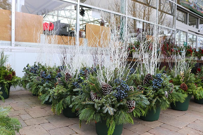 sam bridge christmas photos