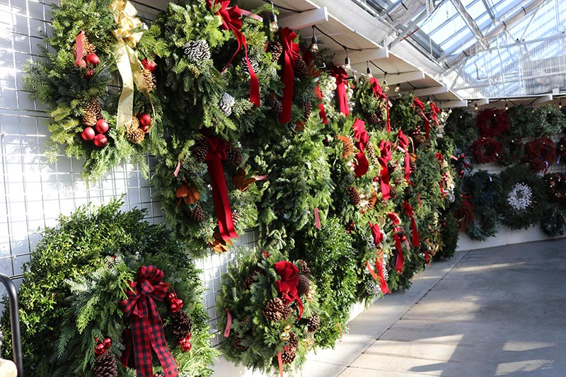 sam bridge christmas photos