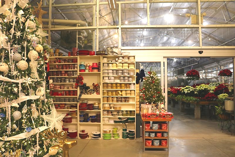 sam bridge christmas photos