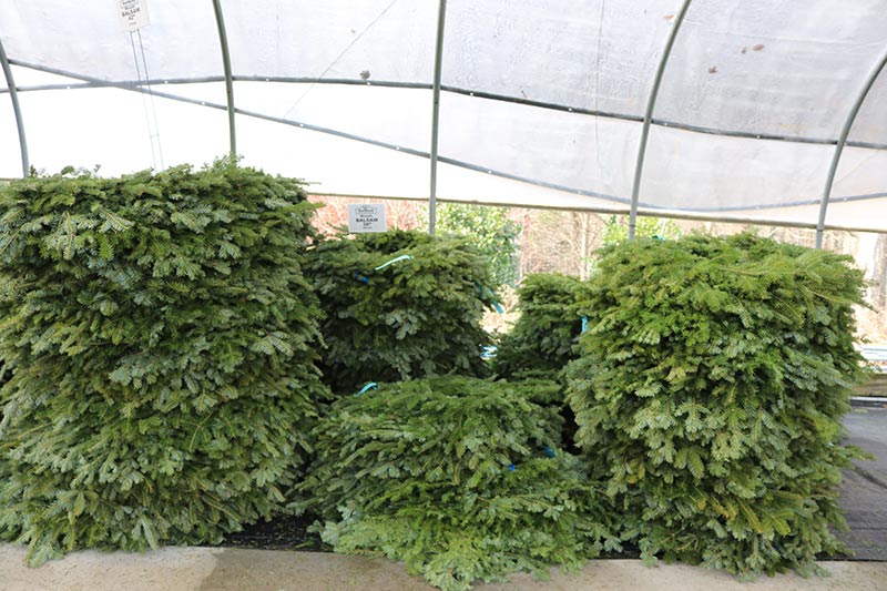 sam bridge christmas photos