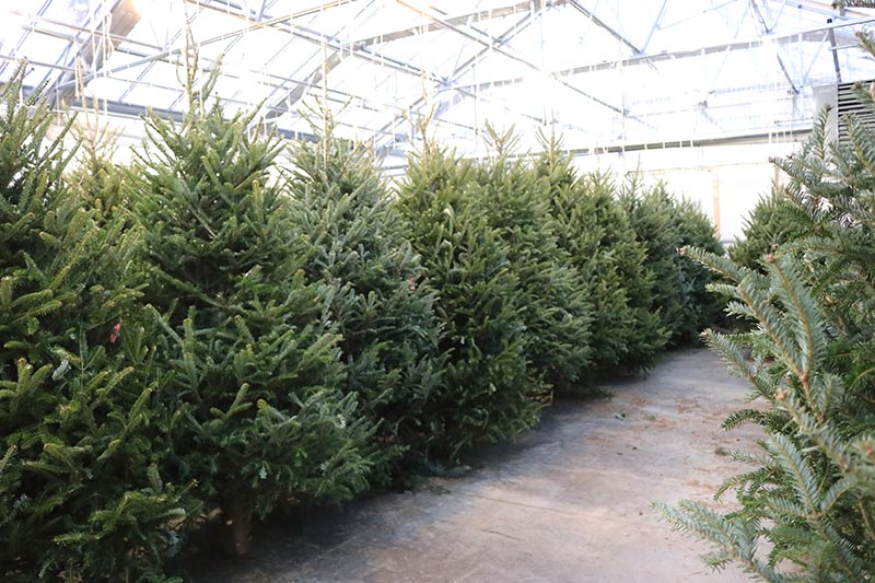 sam bridge christmas photos