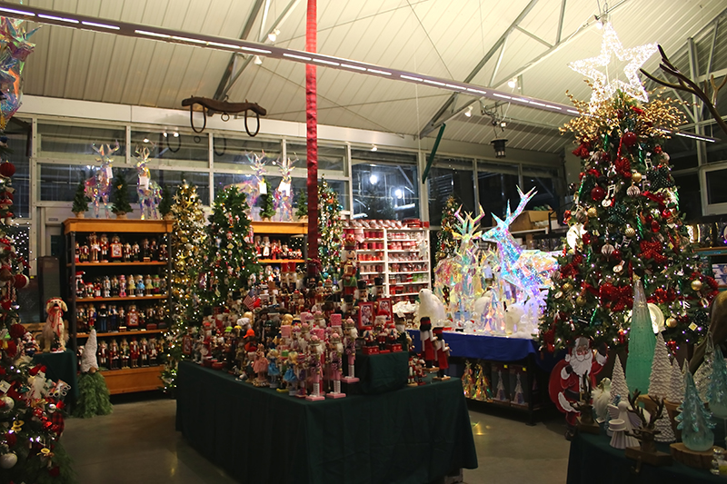 sam bridge christmas photos