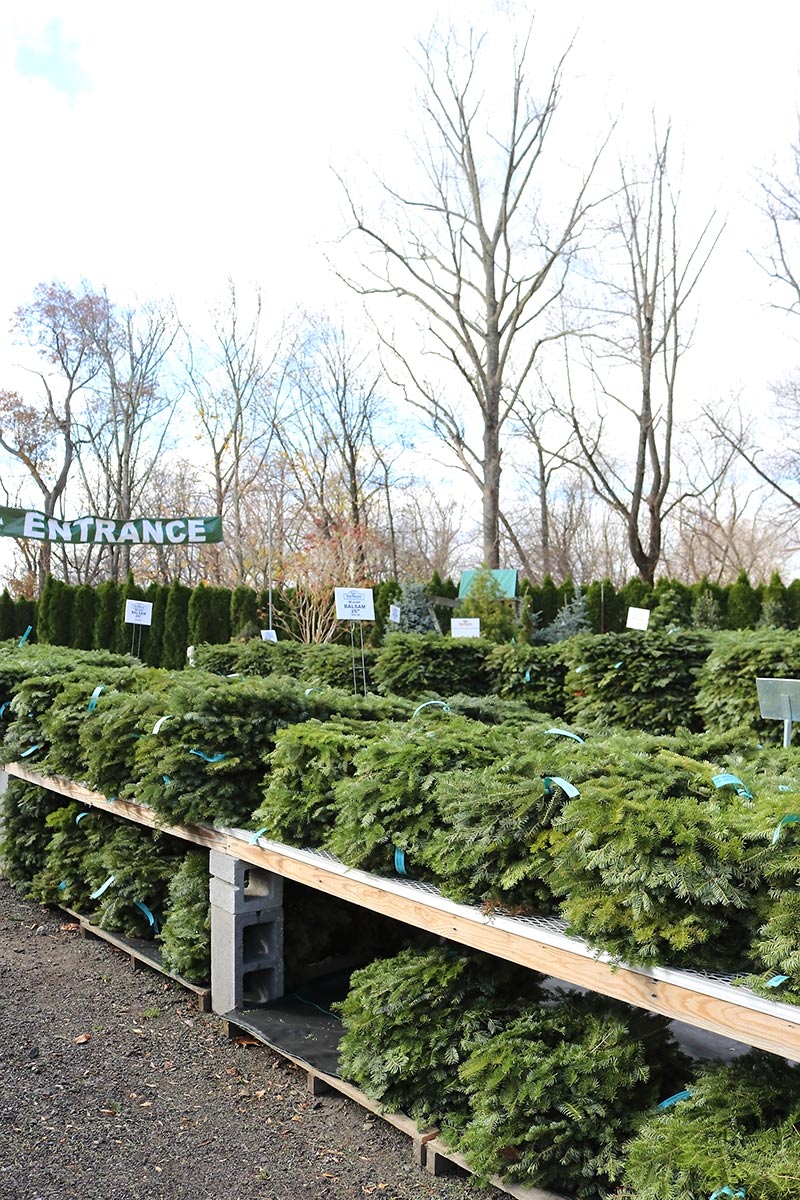 sam bridge christmas photos