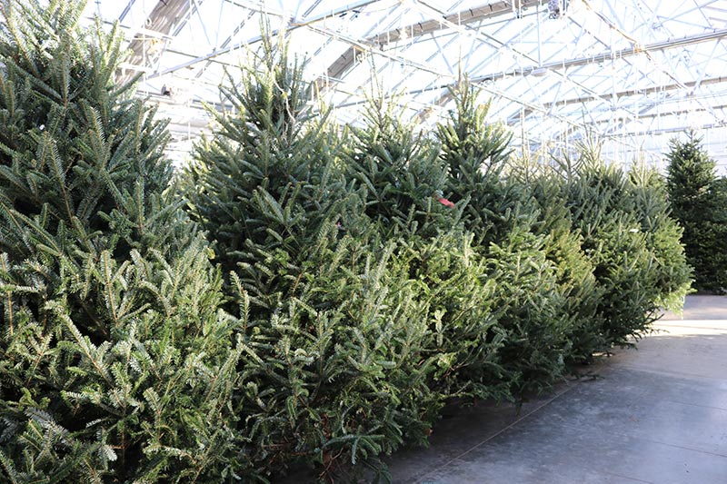 sam bridge christmas photos