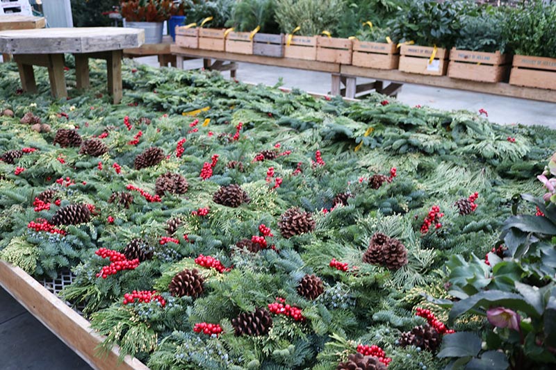 sam bridge christmas photos