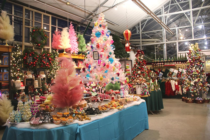 sam bridge christmas photos