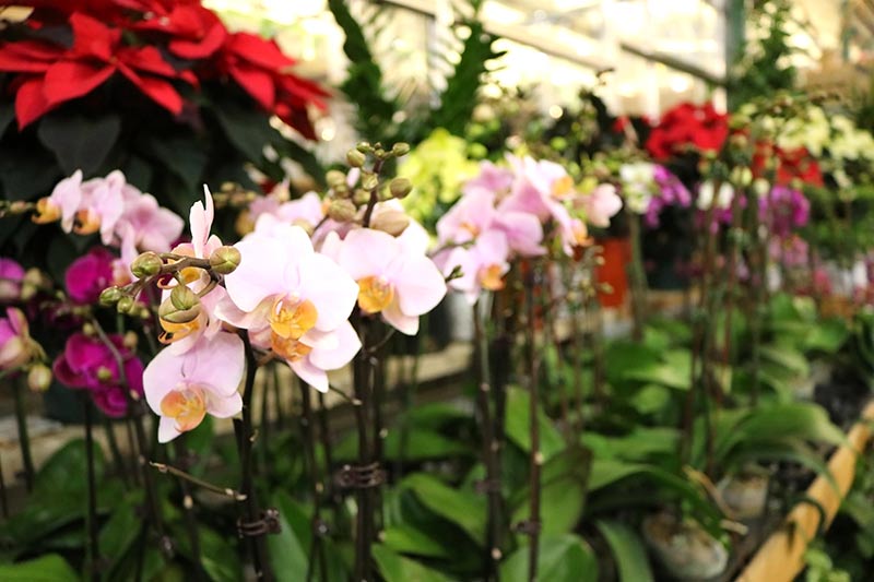 sam bridge christmas photos