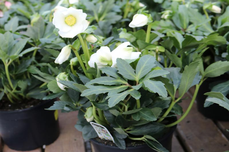 sam bridge christmas photos