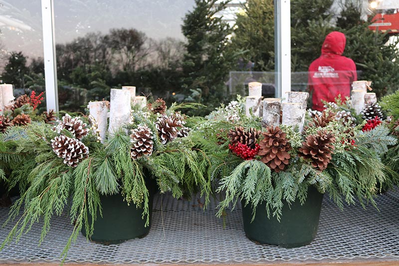 sam bridge christmas photos