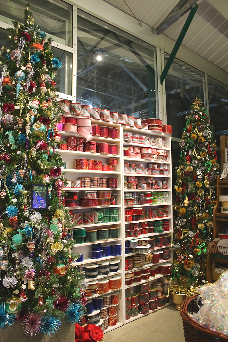 sam bridge christmas photos