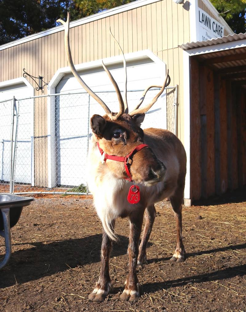 Greenwich Reindeer Festival