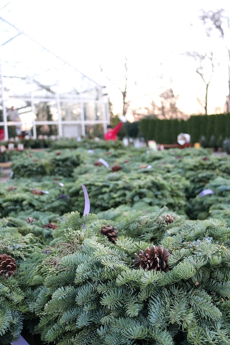 sam bridge christmas photos