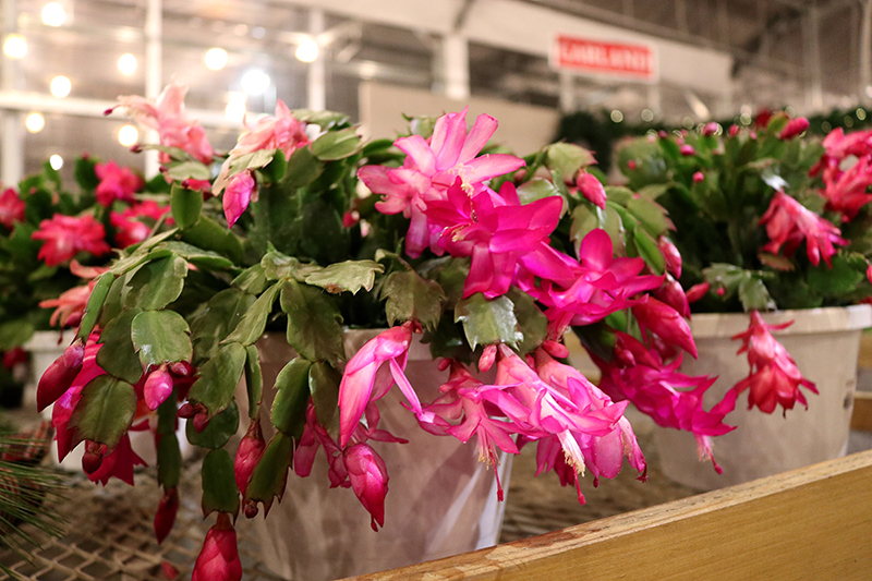 sam bridge christmas photos