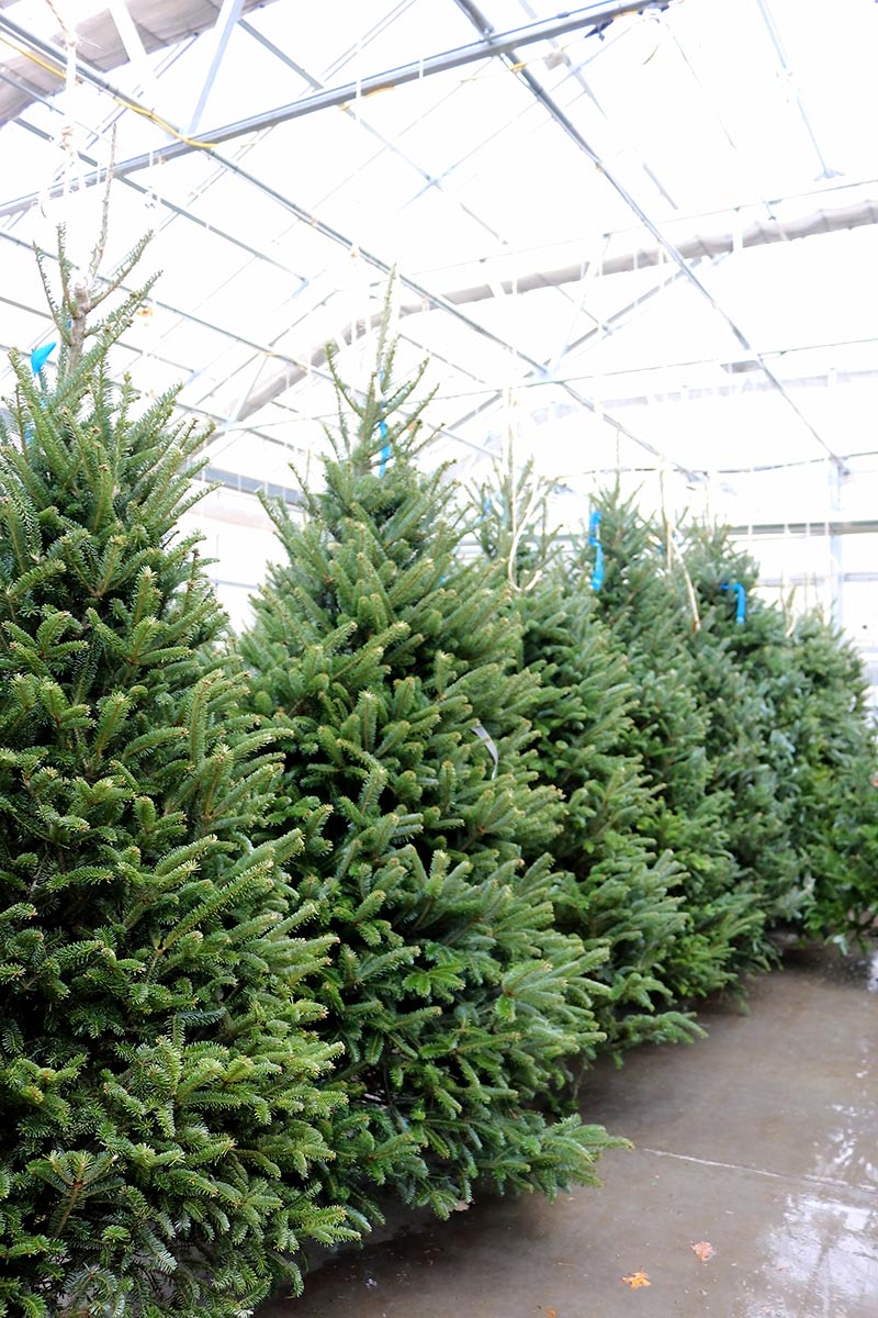 sam bridge christmas photos