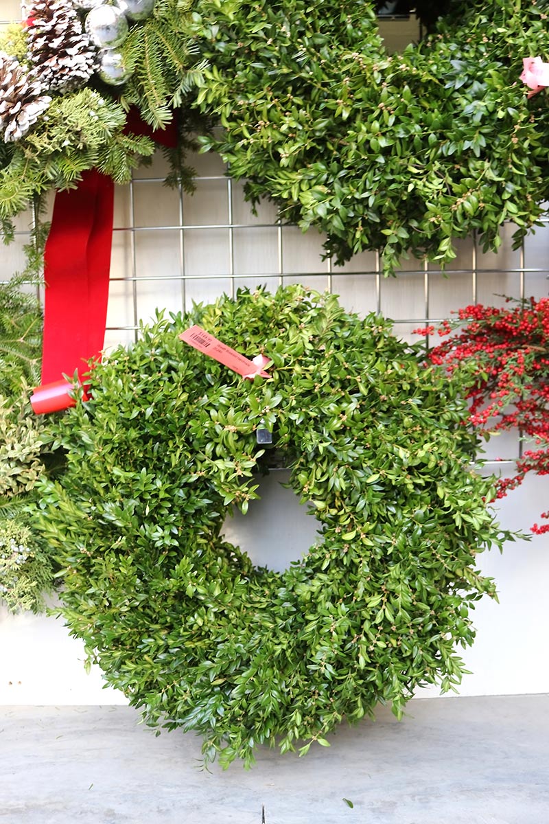 sam bridge christmas photos