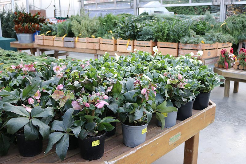 sam bridge christmas photos