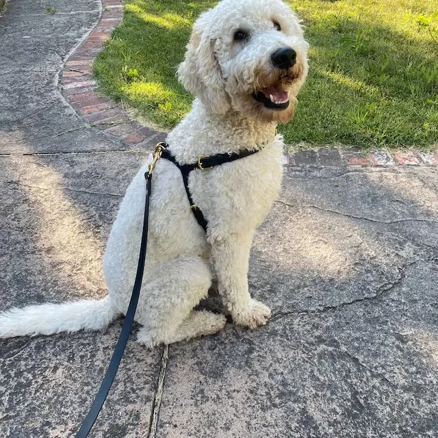 Simple, stylish and functional dog accessories!! The harness is just as pictured, and was easy to adjust the size (ordered a large, my dog measures 78cm around his torso and it fits when fully extended). It has a plastic clip on the back to easily fasten and unfasten the harness. The shop is super helpful! I was looking to buy the harness and saw it had $30 shipping to the US. I messaged the shop about the shipping cost they quickly replied it was due to international shipping charges and they would look into a cheaper solution for US orders. Soon after they set the delivery to free but increased the unit price by £12 to cover the delivery which is still cheaper than the initial delivery. The packaging is really nice and came with a cute note and even a ball!! They were super helpful and their product is amazing!! 10/10