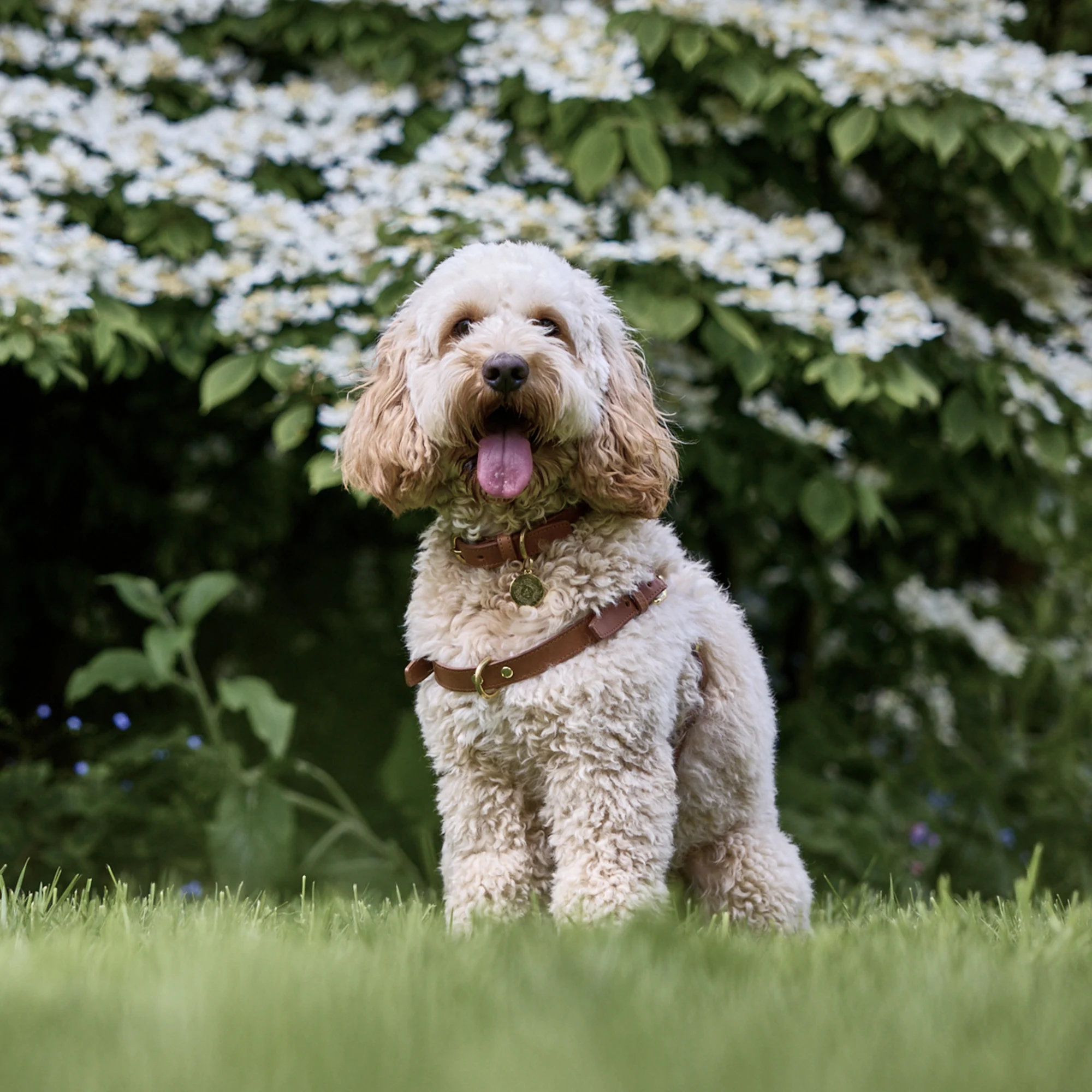 One-click Leather Dog Harness (Red)