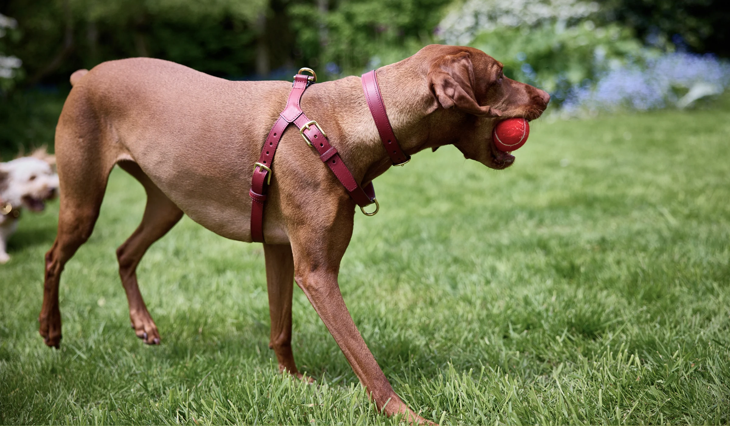 Padded Dog Collar (Red)