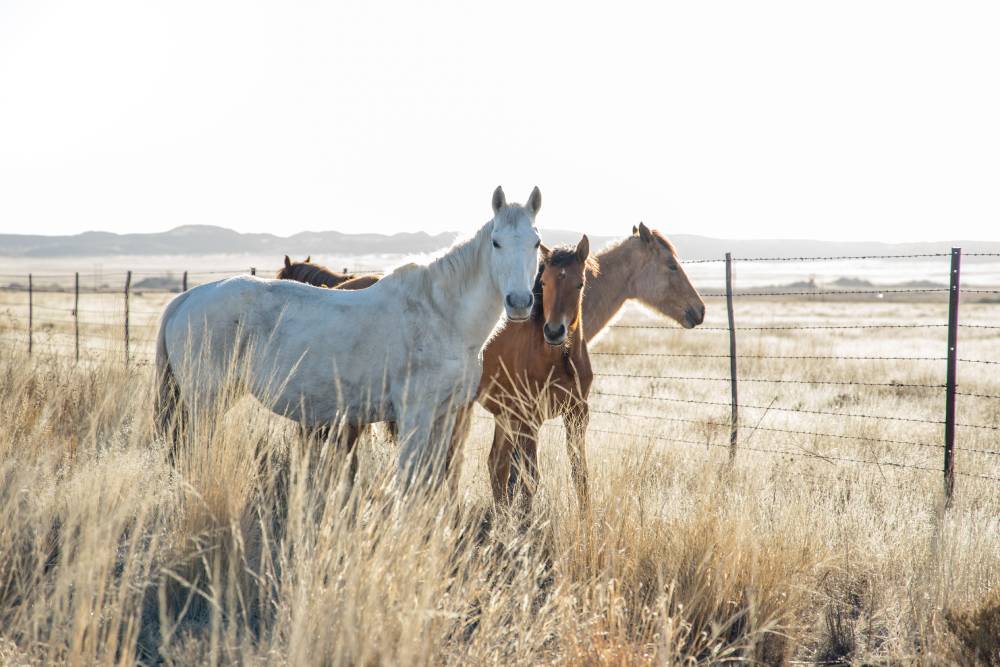 How Long Do Horses Live?