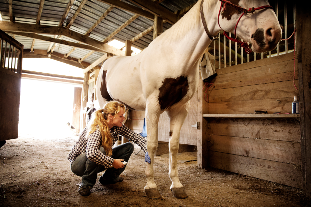 Why Do Horses Need Shoes