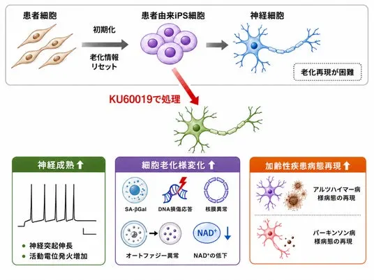 iPS神経細胞に老化を再現　病態研究を早める新技術