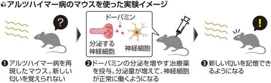 ドーパミン不足が記憶障害の鍵か 新研究に期待