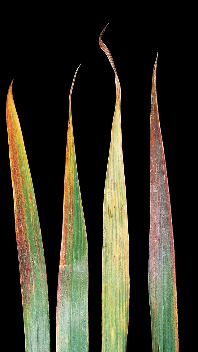 Barley Yellow Dwarf Virus (BYDV)
