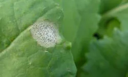 Phoma leaf spot initial infection