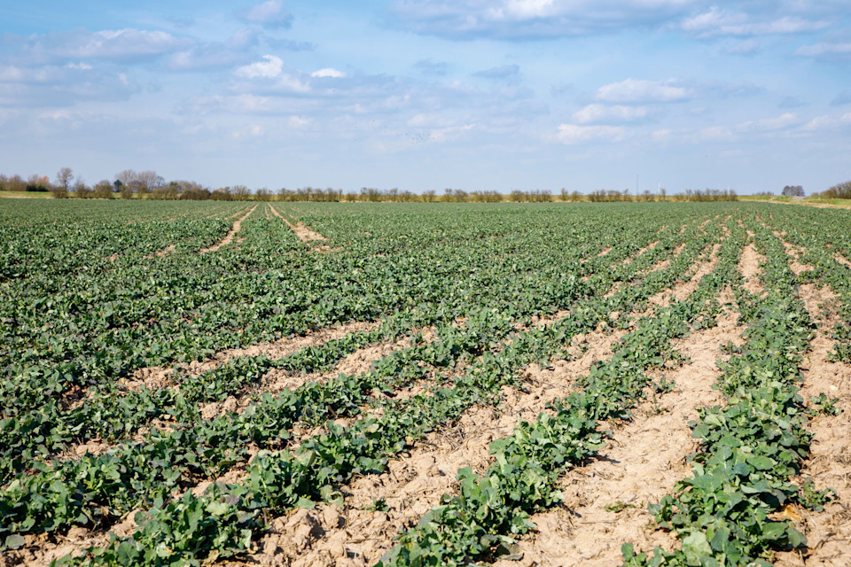 Key March technical advice for growers in the southeast