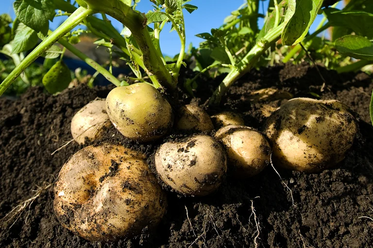 Potatoes and soil