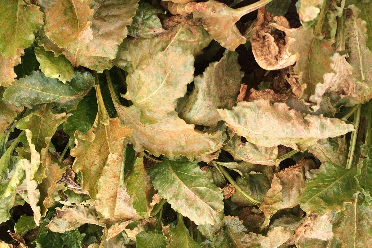 Rust - Beet