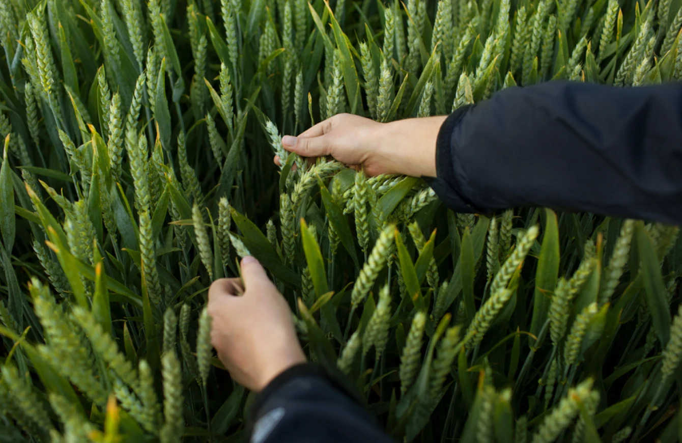 Person's hands reaching out and feeling the crops in a field