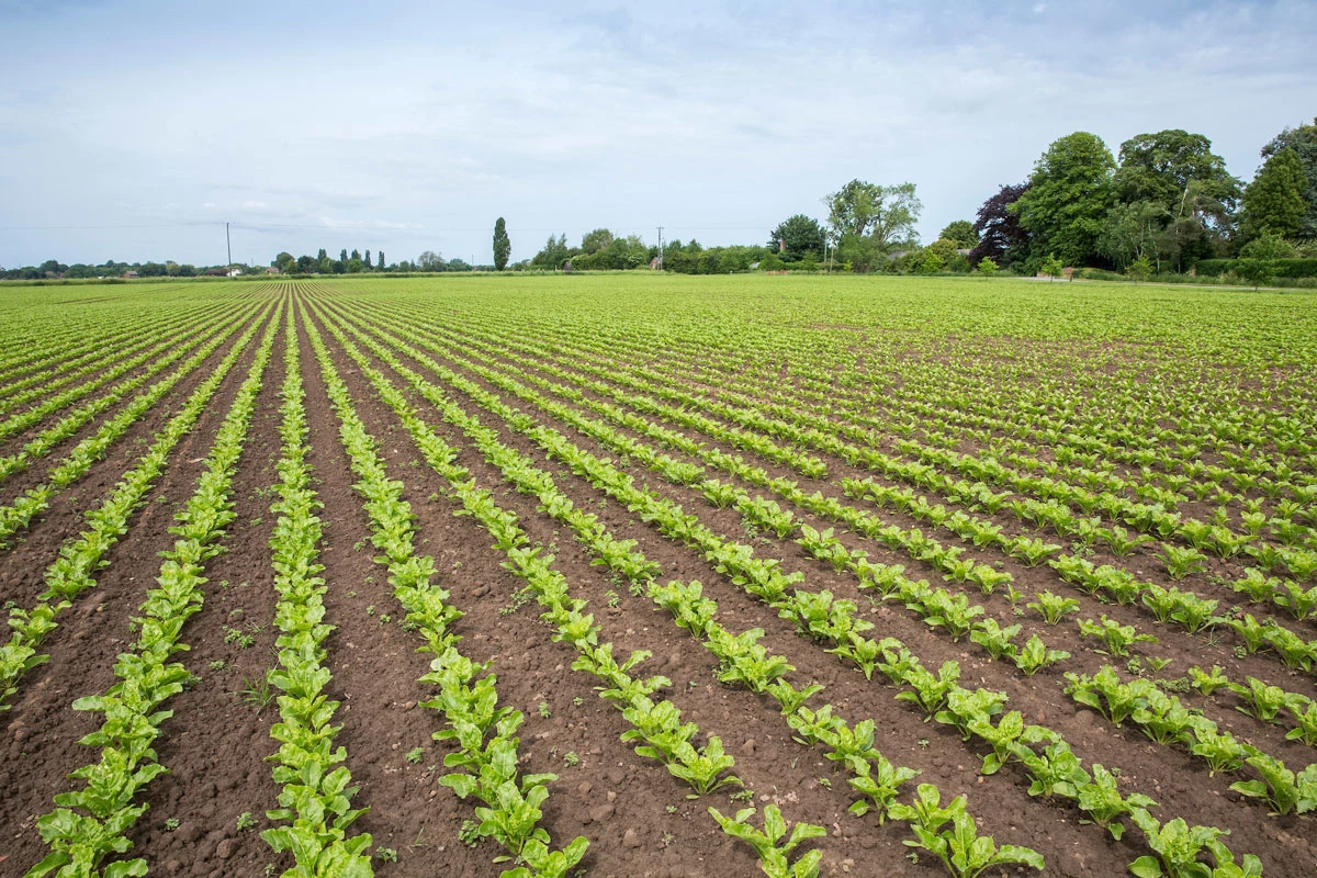 East Anglia: Helpful Advice For May’s Busy Agronomy Period