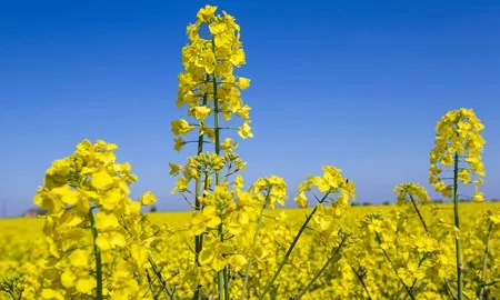 Oilseed Rape Trials highlight varieties for later drilling