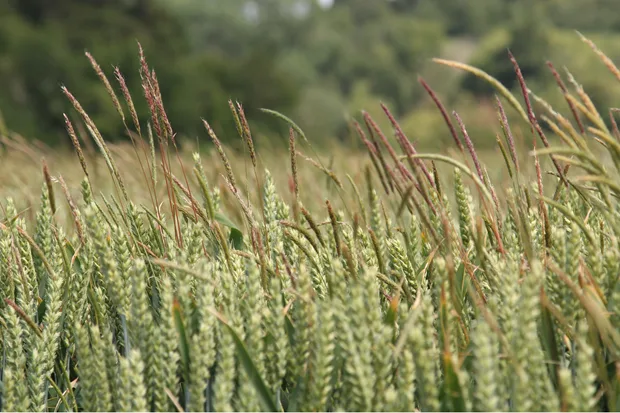 Cereal grass weeds