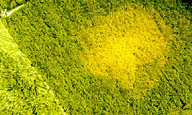 Yellow rust focus in a field
