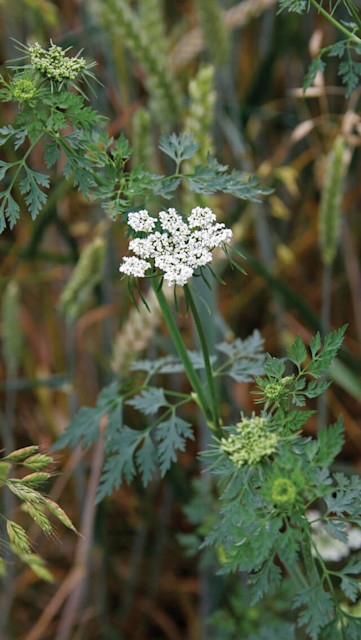 Fool's parsley