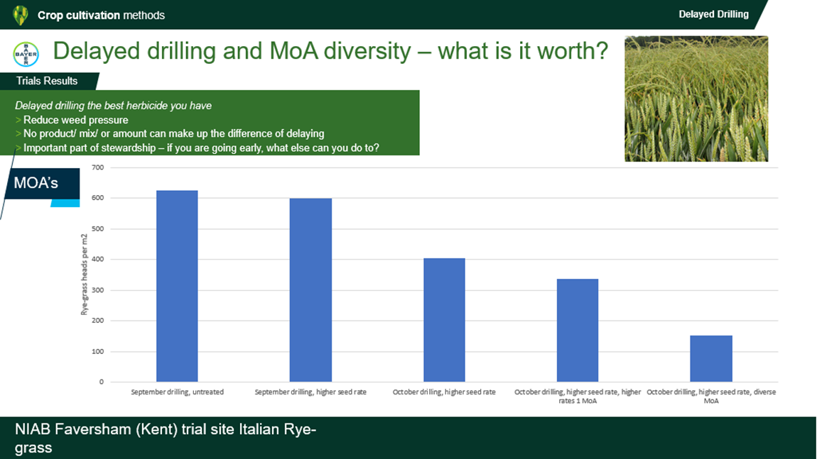 Quick Tips On Herbicide Use In Cereals This Autumn   Delayed Drilling And MoA Diversity 