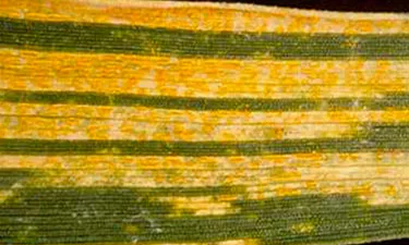 Yellow Rust in Wheat