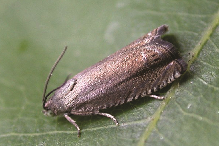 Pea Moth